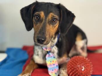 Skipjack -  Dachshund Dog for Adoption in Meherrin, Virginia - Skipjack | PetCurious