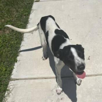 A818382 -  Terrier Dog for Adoption in San Antonio, Texas - A818382 | PetCurious