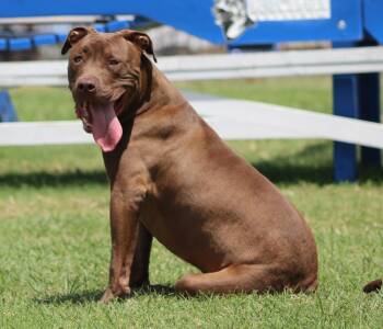 Muddy -  Pit Bull Terrier Dog for Adoption in Temple, Texas - Muddy | PetCurious