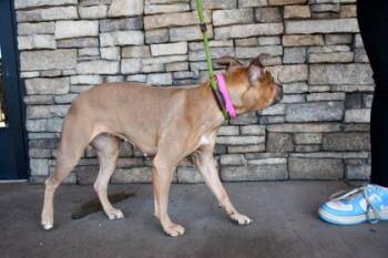 Luna -  Boston Terrier and Pit Bull Terrier Dog for Adoption in Yakima, Washington - Luna | PetCurious