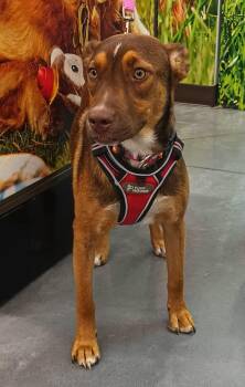 Rescue Patterdale Terrier Fell Terrier Dogs for Adoption in Santa Ana, California - Romie | PetCurious