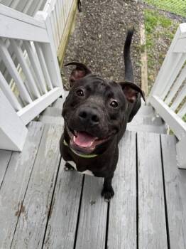 Stitch -  Mixed Breed Dog for Adoption in Hyde Park, New York - Stitch | PetCurious
