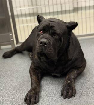 Mixed Breed Dogs Available for Adoption in Dallas, Texas - LACE | PetCurious