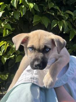Blizzard -  Siberian Husky Dog for Adoption in Oakland, California - Blizzard | PetCurious