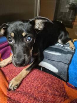 Pen 224 -  Terrier Dog for Adoption in Lawrenceville, Georgia - Pen 224 | PetCurious
