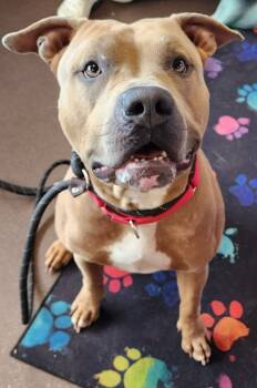 Rescue Pit Bull Terrier Dogs for Adoption in Port Jervis, New York - Franny | PetCurious