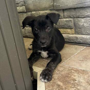 Rescue Shepherd and Terrier Dogs for Adoption in Rochester, New York - Aspen | PetCurious