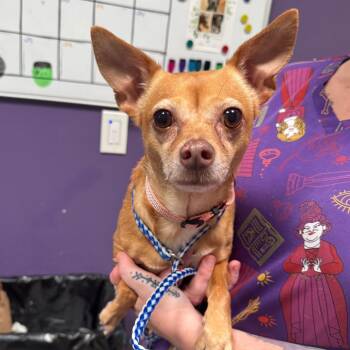 Irina -  Chihuahua Dog for Adoption in Englewood, Florida - Irina | PetCurious