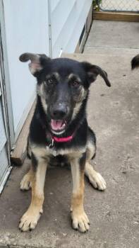 Rescue German Shepherd Dog Dogs for Adoption in Grand Forks, North Dakota - Olive | PetCurious