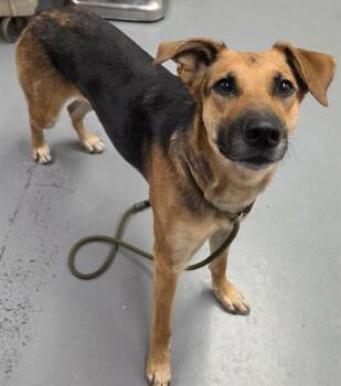 Skeeter -  German Shepherd Dog Dog for Adoption in Phoenix, Oregon - Skeeter | PetCurious