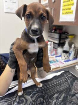 GRIMLOCK -  German Shepherd Dog and Mixed Breed Dog Available for Adoption in Norco, California - GRIMLOCK | PetCurious