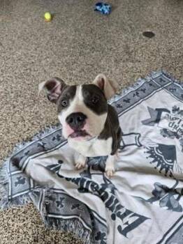 Pit Bull Terrier and Mixed Breed Dogs Available for Adoption in Westland, Michigan - Finneas | PetCurious