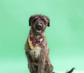 Rescue Labradoodle Dogs for Adoption in Islip Terrace, New York - Dunkin | PetCurious