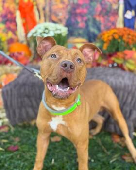 Mixed Breed Dogs Available for Adoption - Perkins | PetCurious