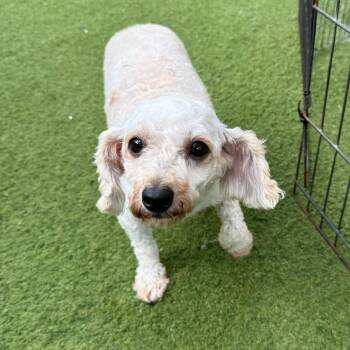 Leia 7029 -  Poodle Dog for Adoption in Loxahatchee Groves, Florida - Leia 7029 | PetCurious