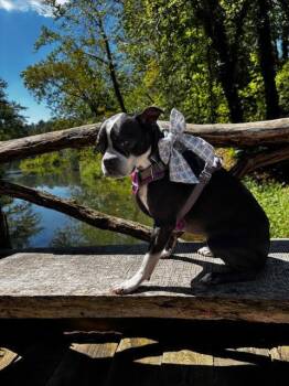 Boston Terrier Dogs Available for Adoption - Bindy Blue-4559NC | PetCurious