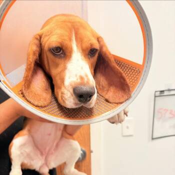 Betty Jean 4523 -  Beagle Dog for Adoption in Loxahatchee Groves, Florida - Betty Jean 4523 | PetCurious