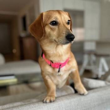 Dachshund Dogs Available for Adoption - Hotdog (Frank) | PetCurious