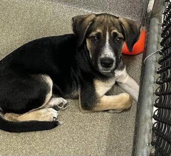 Cookie 3 months male AVAILABLE 7/1 -  Labrador Retriever Dog for Adoption in Sterling, Massachusetts - Cookie 3 Months Male AVAILABLE 7/1 | PetCurious