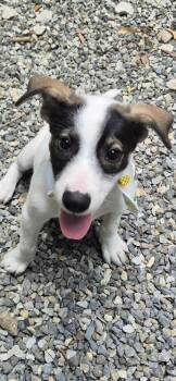 Jack Russell Terrier Dogs Available for Adoption in New York, New York - Chicho  | PetCurious