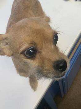 Josie -  Mixed Breed Dog for Adoption in West Chester, Pennsylvania - Josie | PetCurious