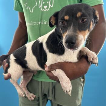 Rusty - Local August 28-30 -  Rat Terrier Dog for Adoption in Brookshire, Texas - Rusty - Local August 28-30 | PetCurious