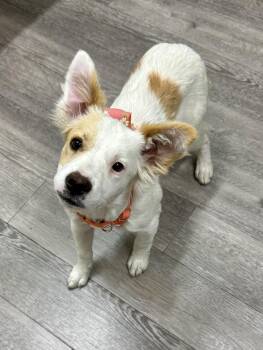 Teagan -  Border Collie and Spaniel Dog for Adoption in Cypress, California - Teagan | PetCurious