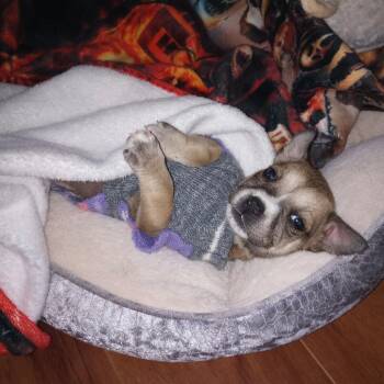 Mixed Breed Dogs Available for Adoption in Pulaski, Tennessee - Pebbles | PetCurious