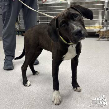 Labrador Retriever and Hound Dogs Available for Adoption in Washington, District Of Columbia - Cassatt | PetCurious