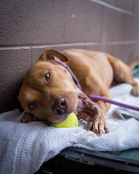 Mixed Breed Dogs Available for Adoption in Chamblee, Georgia - Rockette | PetCurious