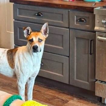 Terrier Dogs Available for Adoption in Bloomfield, Connecticut - Aston | PetCurious