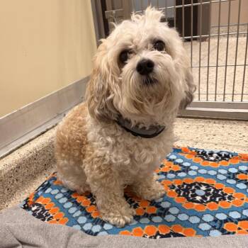 Scooter -  Shih Tzu and Bichon Frise Dog for Adoption in Nashville, Indiana - Scooter | PetCurious