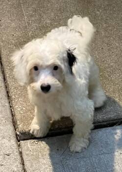 Bandit -  Bernese Mountain Dog and Poodle Dog for Adoption in Overland Park, Kansas - Bandit | PetCurious