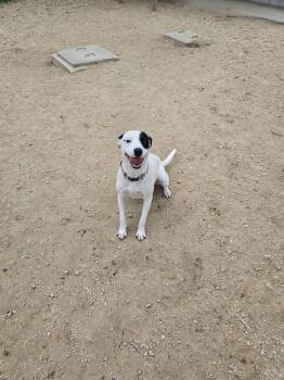 Mixed Breed Dogs Available for Adoption in Maquoketa, Iowa - Roxy | PetCurious