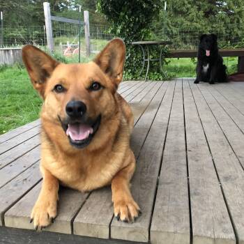 Rescue German Shepherd Dog and Shar Pei Dogs for Adoption in Friday Harbor, Washington - Canute (Courtesy Post) | PetCurious