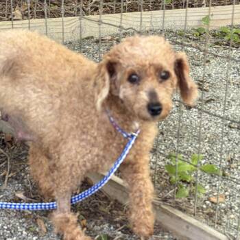 Miniature Poodle Dogs Available for Adoption in Phoenixville, Pennsylvania - Tiny | PetCurious