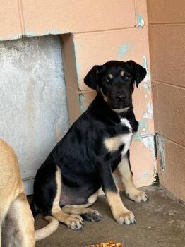 Jaxx -  Pit Bull Terrier and Shepherd Dog Available for Adoption in Gautier, Mississippi - Jaxx | PetCurious