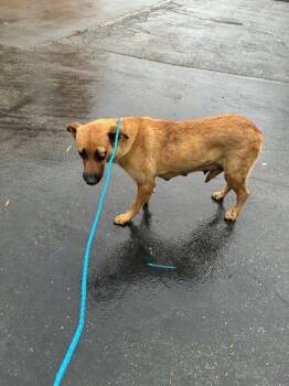 Belgian Shepherd Malinois Dogs Available for Adoption in Stockton, California - DOT | PetCurious