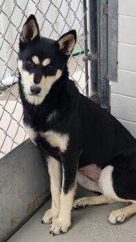 Rescue Husky and Cattle Dog Dogs for Adoption in Fort Lupton, Colorado - Lurien | PetCurious
