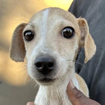 Cannoli - Local November 6-8 -  Chihuahua and Dachshund Dog for Adoption in Brookshire, Texas - Cannoli - Local November 6-8 | PetCurious