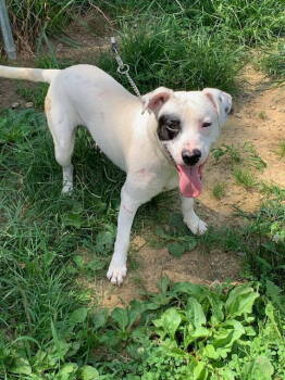 Rescue American Bulldog Dogs for Adoption in Crossville, Tennessee - MYSTERY MAN (Neutered!) | PetCurious