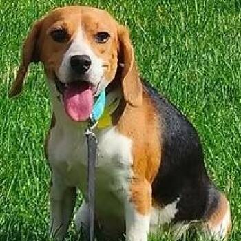 Linda Flynn Fletcher -  Beagle Dog for Adoption in Racine, Wisconsin - Linda Flynn Fletcher | PetCurious