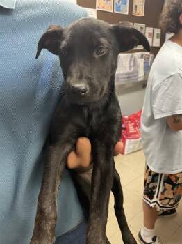 Rescue Labrador Retriever Dogs for Adoption in Stockton, California - MAPLE | PetCurious