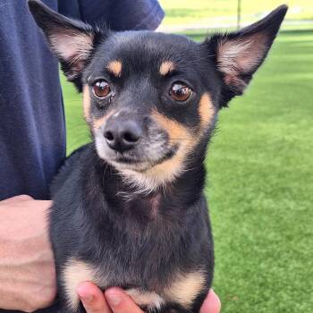 Acadia ChiChi 3751 -  Chihuahua and Mixed Breed Dog for Adoption in Loxahatchee Groves, Florida - Acadia ChiChi 3751 | PetCurious