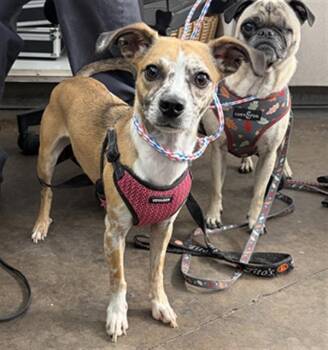 BLANCHE -  Mixed Breed Dog for Adoption in Dallas, Texas - BLANCHE | PetCurious