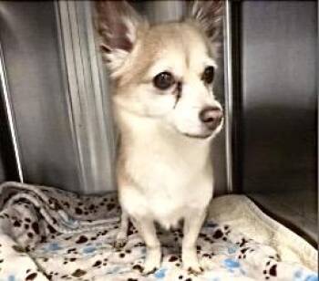 Chihuahua and Mixed Breed Dogs Available for Adoption - A651358 | PetCurious