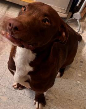 WINSTON -  Labrador Retriever Dog for Adoption in Sandusky, Ohio - WINSTON | PetCurious