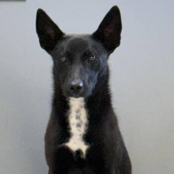 Maddie -  Australian Kelpie Dog for Adoption in Jacksonville, Arkansas - Maddie | PetCurious