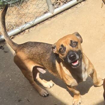Scooby -  Dachshund Dog for Adoption in Athens, Alabama - Scooby | PetCurious