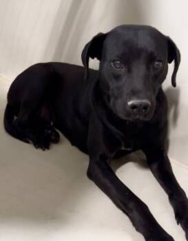 Mimi - URGENT -  Pit Bull Terrier and Labrador Retriever Dog for Adoption in Thousand Oaks, California - Mimi - URGENT | PetCurious